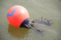 A bright red ball buoyant float securing rope on murky water Royalty Free Stock Photo