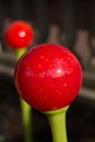 A Bright Red Ball on a Green Stalk