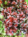 Bright red barberry in spring with prickles