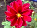 Bright, red, beautiful dahlia `figaro`