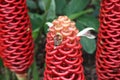Bright red bee hive ginger flowers Royalty Free Stock Photo