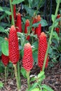 Bright red bee hive ginger flowers Royalty Free Stock Photo