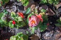 Bright red begonia flowers