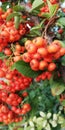 Bright red berries on a background of green foliage. Autumn scenic background. Autumn, harvest, abundance.