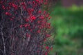 Bright red berries of barberry on bare branches Royalty Free Stock Photo