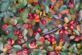 Bright red berries of bearberry cotoneaster Cotoneaster dammeri