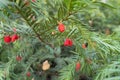 Bright Red Berries On Branch Of Yew