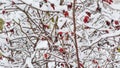 Bright red berries on branches under snow Royalty Free Stock Photo