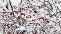 Bright red berries on bush under snow Royalty Free Stock Photo
