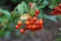 Lowboy Scarlet Firethorn - Pyracantha fruit Royalty Free Stock Photo