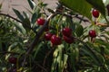 In an old abandoned garden in sunny weather on a tree with red berries of a cherry on a background of a gray house and green Royalty Free Stock Photo