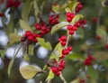 Winterberry, possumhaw holly or deciduous holly with bokeh