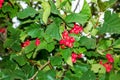 Bright red berries of the hawthorn CRATAEGUS TOURN. EX L, growing naturally. They are used in herbal medicine for ailments as well