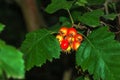 Bright red berries of the hawthorn CRATAEGUS TOURN. EX L, growing naturally. They are used in herbal medicine for ailments as well Royalty Free Stock Photo