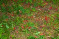 Bright red berries of the hawthorn CRATAEGUS TOURN. EX L, growing naturally. They are used in herbal medicine for ailments as well