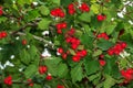 Bright red berries of the hawthorn CRATAEGUS TOURN. EX L, growing naturally. They are used in herbal medicine for ailments as well Royalty Free Stock Photo