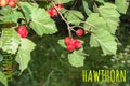 Bright red berries of the hawthorn CRATAEGUS TOURN. EX L, growing naturally. They are used in herbal medicine for ailments as well Royalty Free Stock Photo