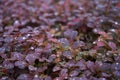 The bright red berries of a Red Japanese Barberry shrub. Berberis thunbergii f. atropurpurea Shot after rain