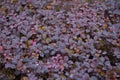 The bright red berries of a Red Japanese Barberry shrub. Berberis thunbergii fatropurpurea. Shot after rain