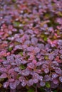 The bright red berries of a Red Japanese Barberry shrub. Berberis thunbergii fatropurpurea. Shot after rain