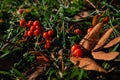 Bright red berries of rowan in the autumn on the ground with grass between the dry leaves Royalty Free Stock Photo