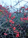 Bright red berries Smilax aspera on thin branches of a bindweed. Royalty Free Stock Photo