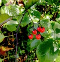 Solanum dulcamara berries.