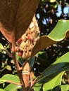 Bright Red Berries Southern Magnolia grandiflora Seed Pod Royalty Free Stock Photo