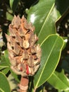 Bright Red Berries Southern Magnolia grandiflora Seed Pod Royalty Free Stock Photo