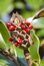 Bright Red Berries Southern Magnolia grandiflora Seed Pod Royalty Free Stock Photo