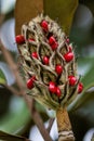 Bright Red Berries Southern Magnolia grandiflora Seed Pod Royalty Free Stock Photo