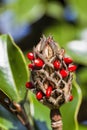 Bright Red Berries Southern Magnolia grandiflora Seed Pod Royalty Free Stock Photo