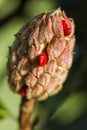 Bright Red Berries Southern Magnolia grandiflora Seed Pod Royalty Free Stock Photo