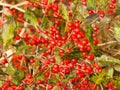 Bright red berries visible on bush during Autumn in NYS