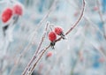 The bright red berries of wild rose covered with white frosty cr Royalty Free Stock Photo