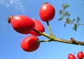 The bright red berries of wild rose Royalty Free Stock Photo