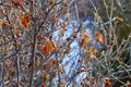 Closeup of red winter berries on leafless bush.