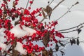 Winterberry holly in the snow