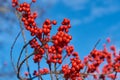 The bright red berries of the Winterberry Holly contrast against the clear blue sky of an early winter day