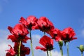 Bright red big poppies bloom against a blue sky