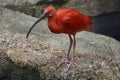 Bright red bird with long legs and black beak Royalty Free Stock Photo