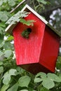 Vacancy, Bright Red Birdhouse with Greenery Growing from the Entrance Hole Royalty Free Stock Photo