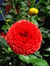 Bright red blooming dahlia flower in a garden Royalty Free Stock Photo