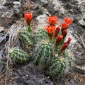 Bright Red Blooms on Cactus Royalty Free Stock Photo