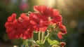 The bright red blooms of a geranium each one seeming to catch fire as the light pes through its translucent petals Royalty Free Stock Photo