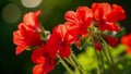 The bright red blooms of a geranium each one seeming to catch fire as the light pes through its translucent petals