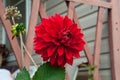 Bright red blossomed flower of a dahlia