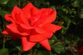 Bright red blossoming flower of tea hybrid rose Uwe Seele from 1970 in summer afternoon sunshine. Royalty Free Stock Photo