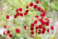 A bright red blossoming rose in the garden Royalty Free Stock Photo