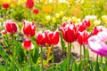 Bright red blossoming tulip flowers on the blooming field in spring. Royalty Free Stock Photo